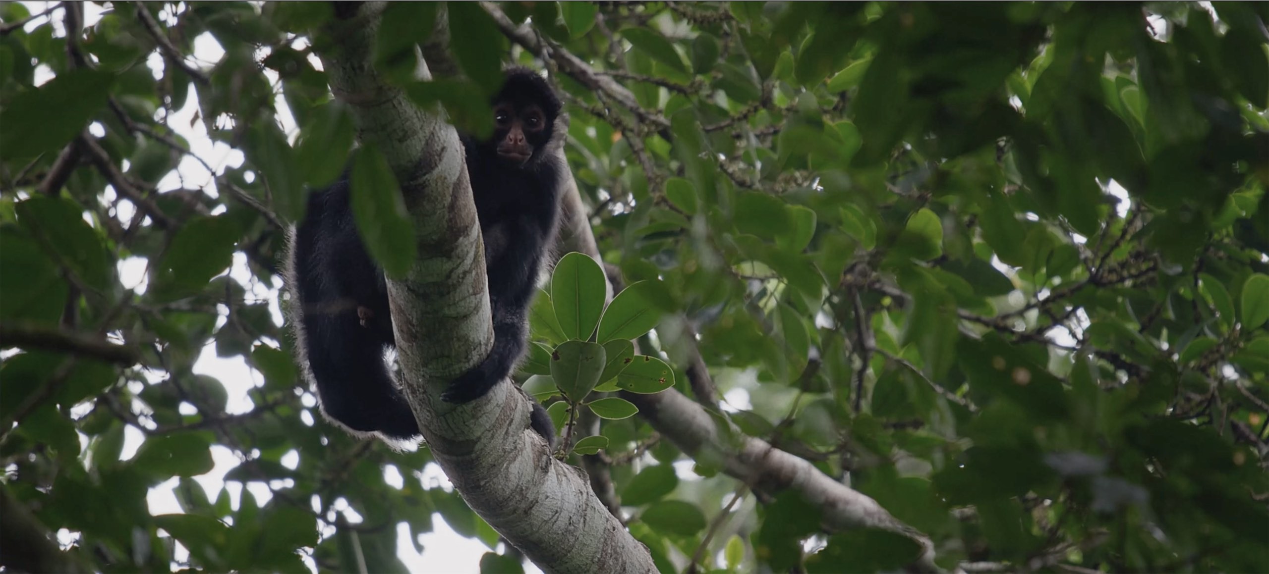 This image shows a monkey in a tree looking straight in the camera.jpg